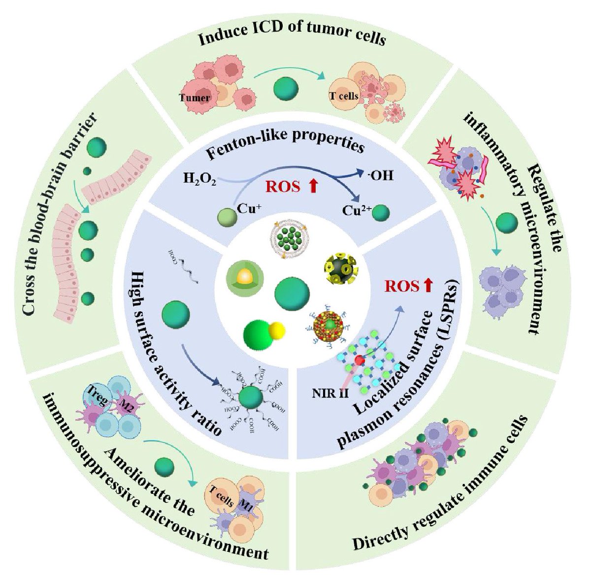 Tiny copper chalcogenide nanoparticles that can be functionalized for different uses are showing exciting potential for the treatment of glioblastoma and neurodegenerative disorders! 
#nanoparticles #glioblastoma #neurodegenerative
<a href="/SciOpenTUP/">SciOpenTUP</a> <a href="/BiomedNano/">Nano Biomed. Eng.</a>
sciopen.com/article/10.265…