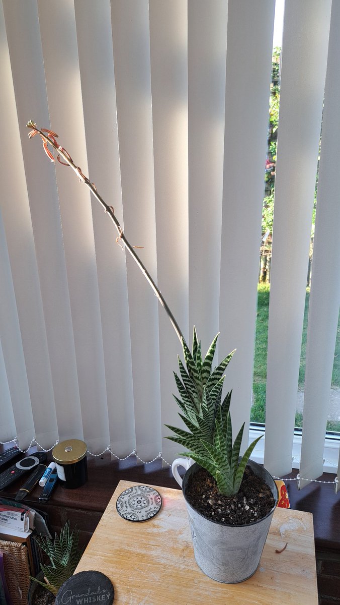 This is the 2nd time I can remember that it's sprouted a flower stem ,it's well over 30 year old,dont even know what its called.😋