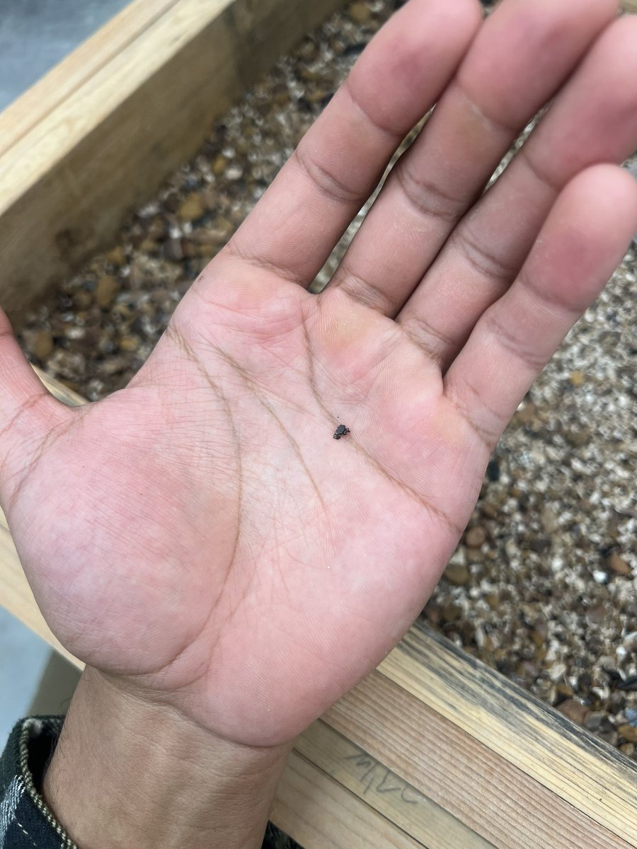 They call me the microfossil bloodhound

The sick stance is absolutely necessary during a pre-pick. 

Good form = good fossils