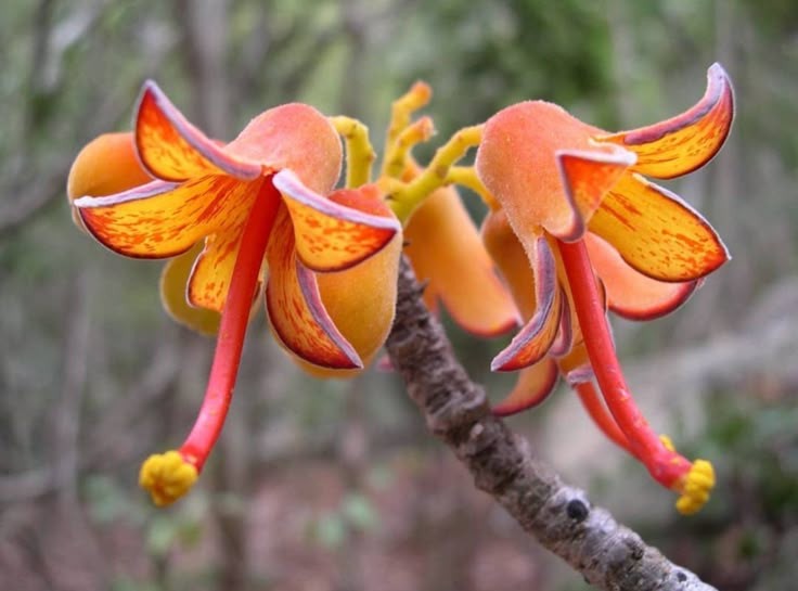 Naturepathway's tweet photo. "Radiant blooms of fiery elegance 🔥🌼 #ExoticCharm #FloralArtistry #NatureInspired" https://t.co/AkDj5RGej2