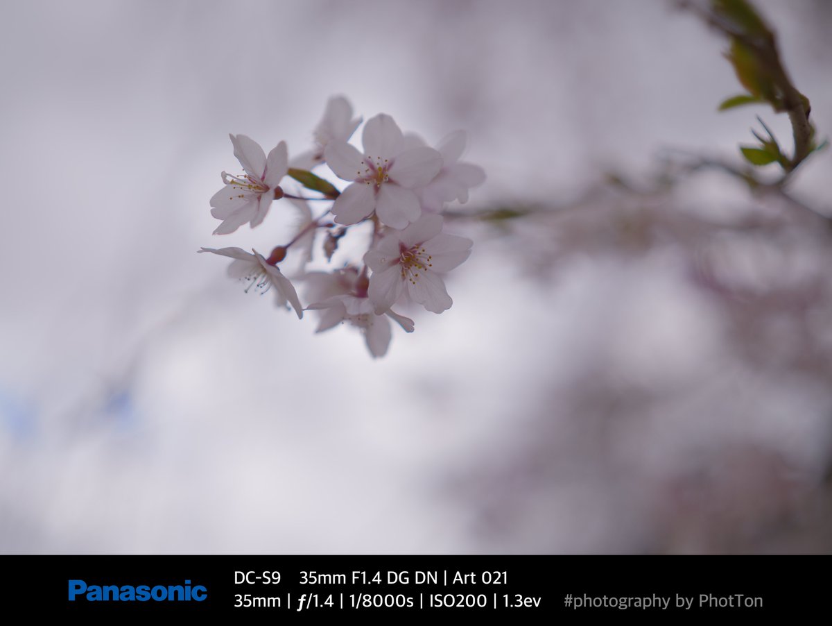 PhotTondotNet's tweet photo. SnapS on 2025/04/09 No.01
桜イダー ボケ&シボ 寄って&離れて
#photography by #Panasonic #Lumix #DCS9 #Lumixs9 #SIGMA #A35mmF14DGDN https://t.co/5sdf83nhWv