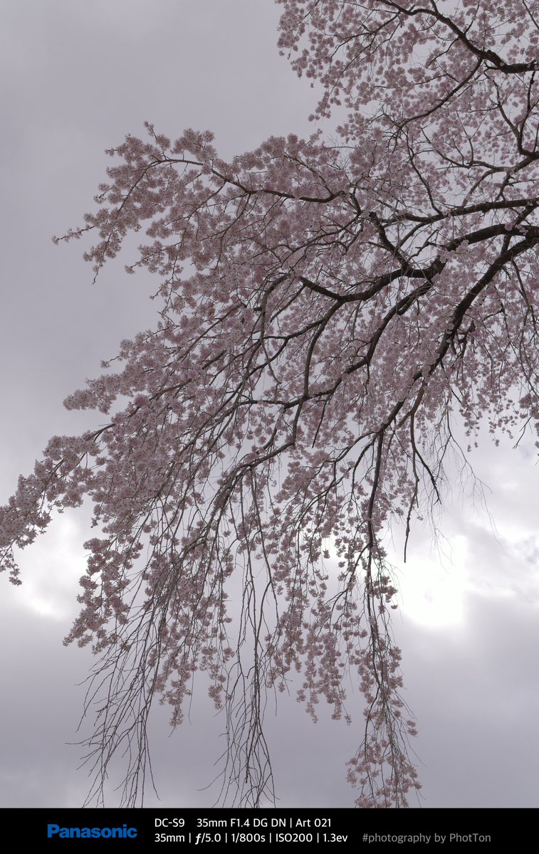 PhotTondotNet's tweet photo. SnapS on 2025/04/09 No.01
桜イダー ボケ&シボ 寄って&離れて
#photography by #Panasonic #Lumix #DCS9 #Lumixs9 #SIGMA #A35mmF14DGDN https://t.co/5sdf83nhWv