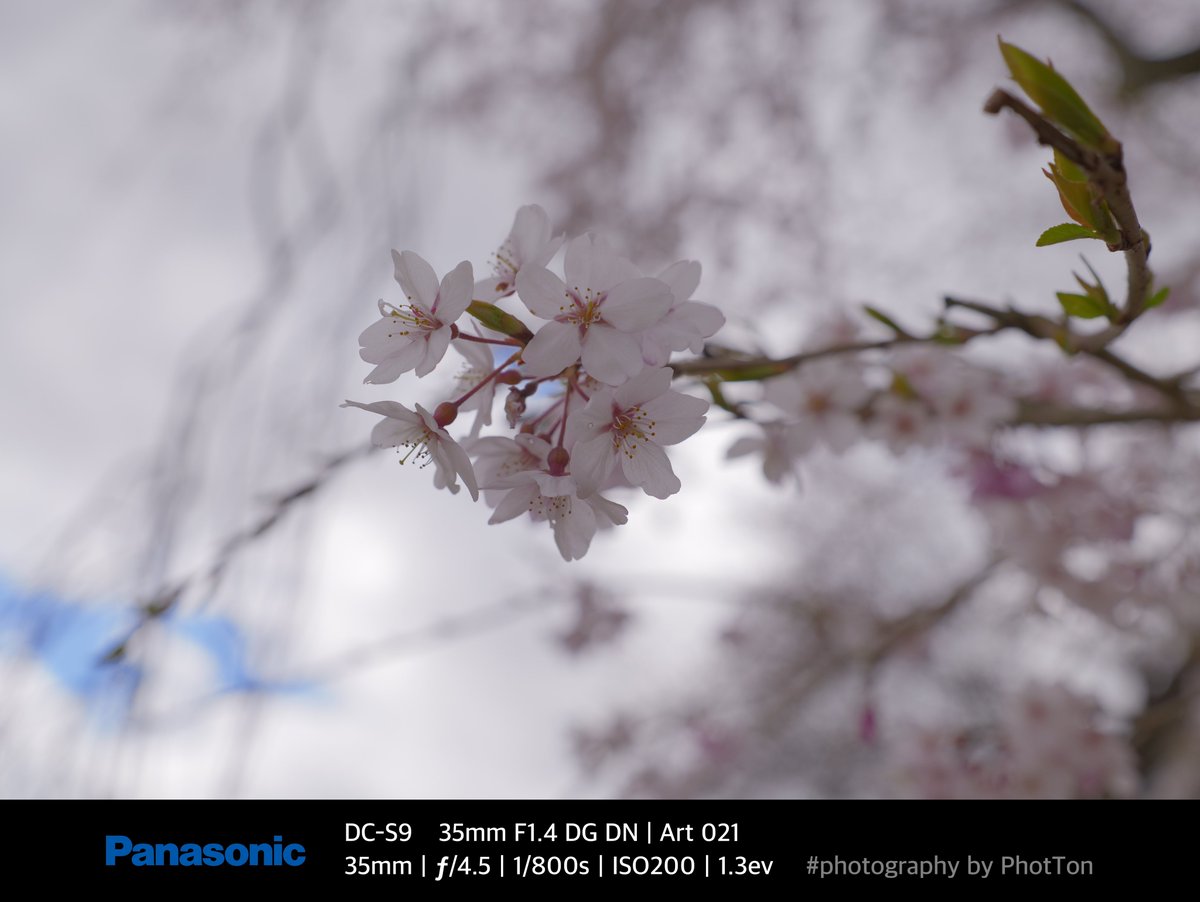 PhotTondotNet's tweet photo. SnapS on 2025/04/09 No.01
桜イダー ボケ&シボ 寄って&離れて
#photography by #Panasonic #Lumix #DCS9 #Lumixs9 #SIGMA #A35mmF14DGDN https://t.co/5sdf83nhWv