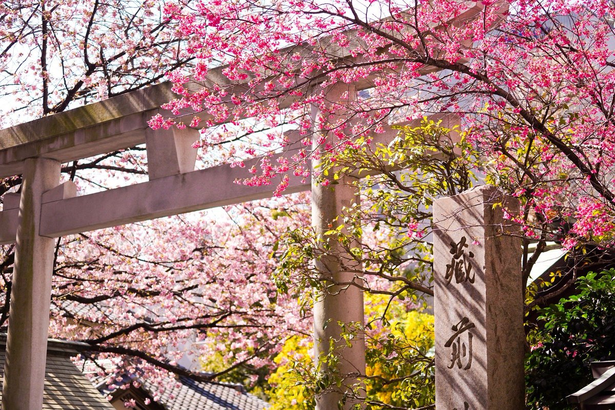 _azuly_24's tweet photo. ふとTwitter開いたらTLが桜ポトレでいっぱい🐦🌸
私も個人的に今年はたくさん桜を見に行けて幸せいっぱい。
というわけで自己満ふぉと

📍蔵前神社 https://t.co/7jwAV4JsPG