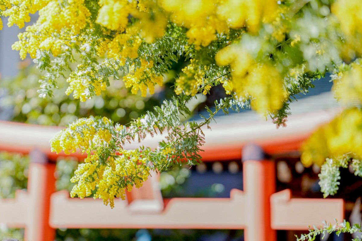 _azuly_24's tweet photo. ふとTwitter開いたらTLが桜ポトレでいっぱい🐦🌸
私も個人的に今年はたくさん桜を見に行けて幸せいっぱい。
というわけで自己満ふぉと

📍蔵前神社 https://t.co/7jwAV4JsPG