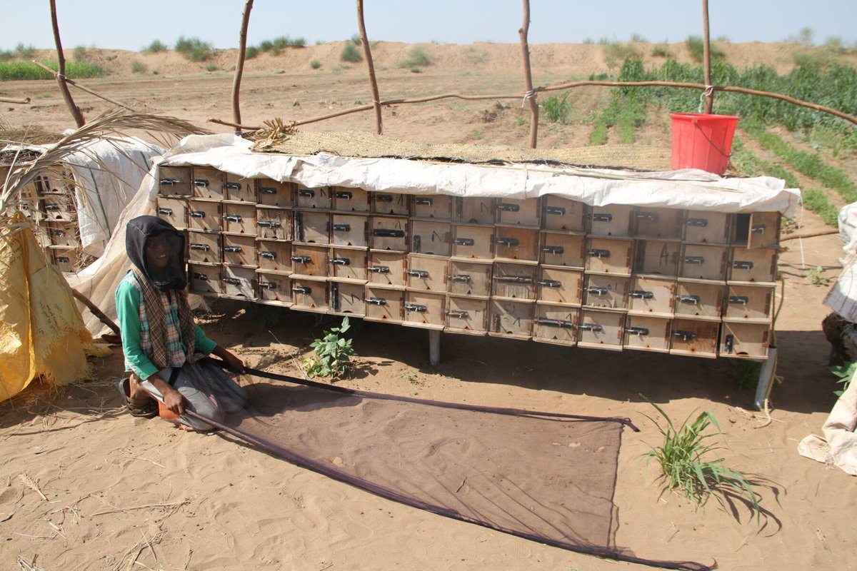 BuzzOffHoneyBee's tweet image. To make the most of brief blooming seasons, #beekeepers in one of the world’s most water-scarce countries have turned their #apiaries mobile reasonstobecheerful.world/yemeni-traditi…  #savethebees #wildlifewednesday
