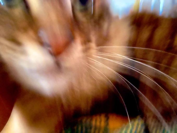 なんとかして撫でられようと迫ってくる猫 