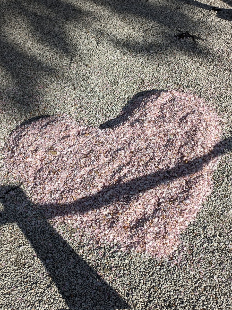 桜の花びらで、大きなハートを作ってます。