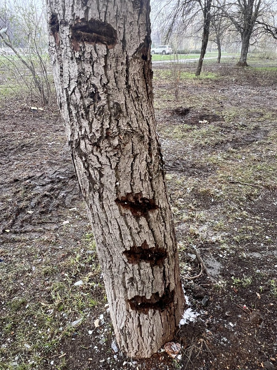 Rolf M H P Holmboe tweet media