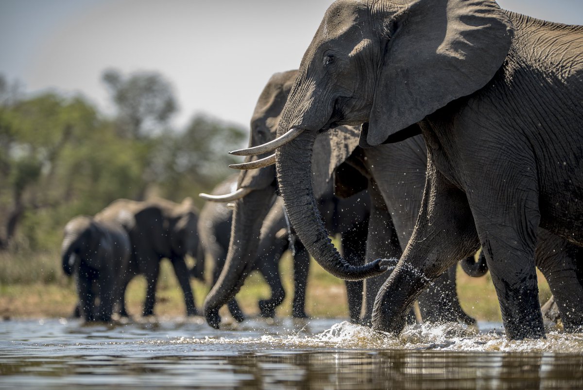 ✨Elephants when they aggregate in water sources, especially during the dry season, they get an opportunity to strengthen their bonds, and greet one another after a while of distance

Follow for more elephant facts

#Elephants #WildlifeScience #AnimalBehavior