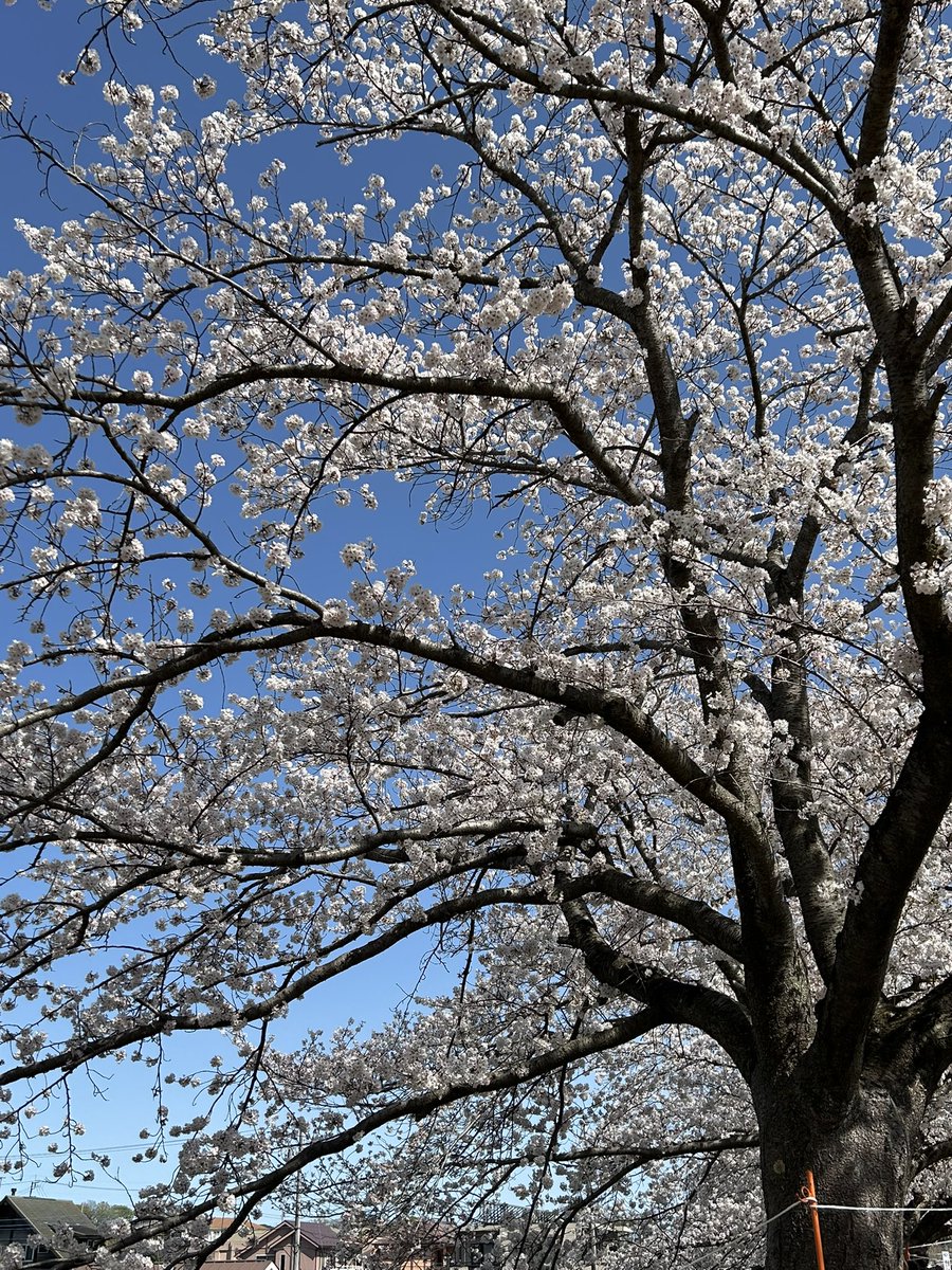 MSI_CONSULTANT's tweet photo. 東京都羽村市のチューリップ祭りです。
色とりどりのチューリップ、可愛らしくて綺麗でした。
春は桜を始め、色々なお花見スポッ���が出現するので、タイミングみてお花見デートなんて素敵ですね。
ローコストで楽しめるのも魅力です。

#結婚相談所 #IBJ #IBJ正規加盟店 #お見合い #恋人 #婚活 https://t.co/9BmPlnYiMk