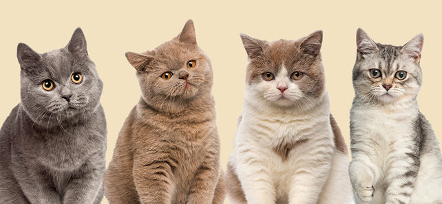 ThinkOfCat tweet picture