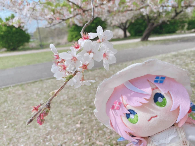 お花見してきた〜! #うちのまおさま 