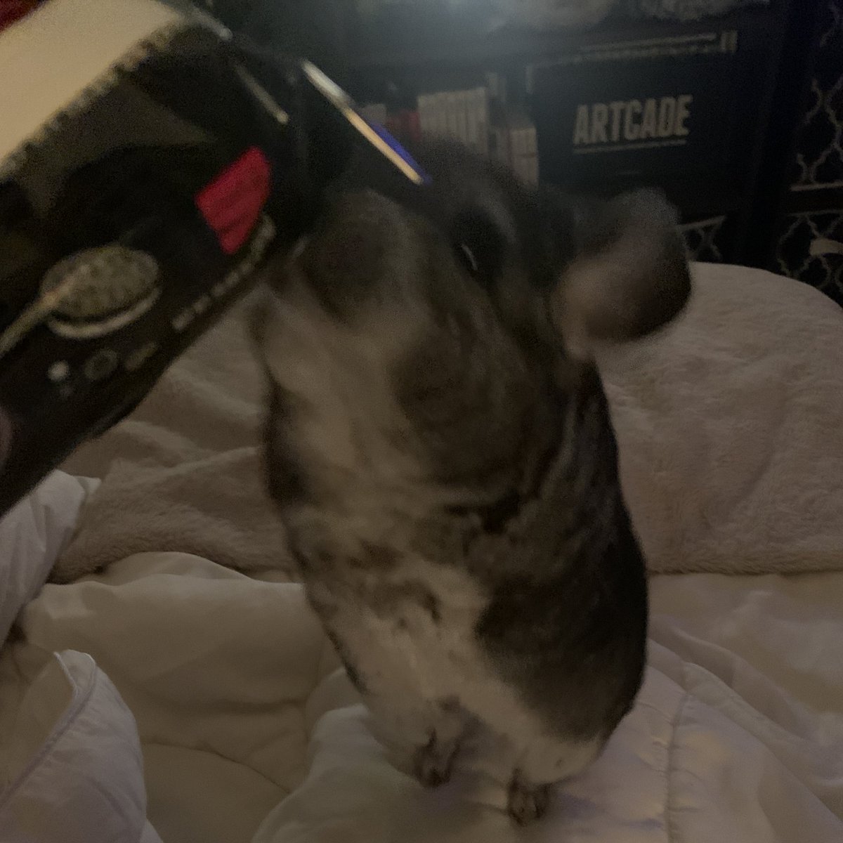 pbpanicbutton's tweet image. la criatura