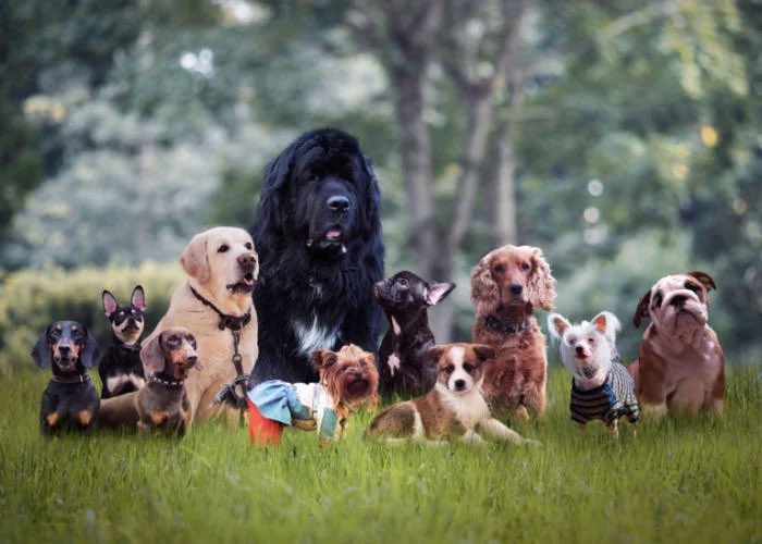 Apparently Muslims want to ban dogs I think this is ridiculous and I thought I’d post this photo of some lovely canines 

AND MUSLIMS CAN FUCK OFF