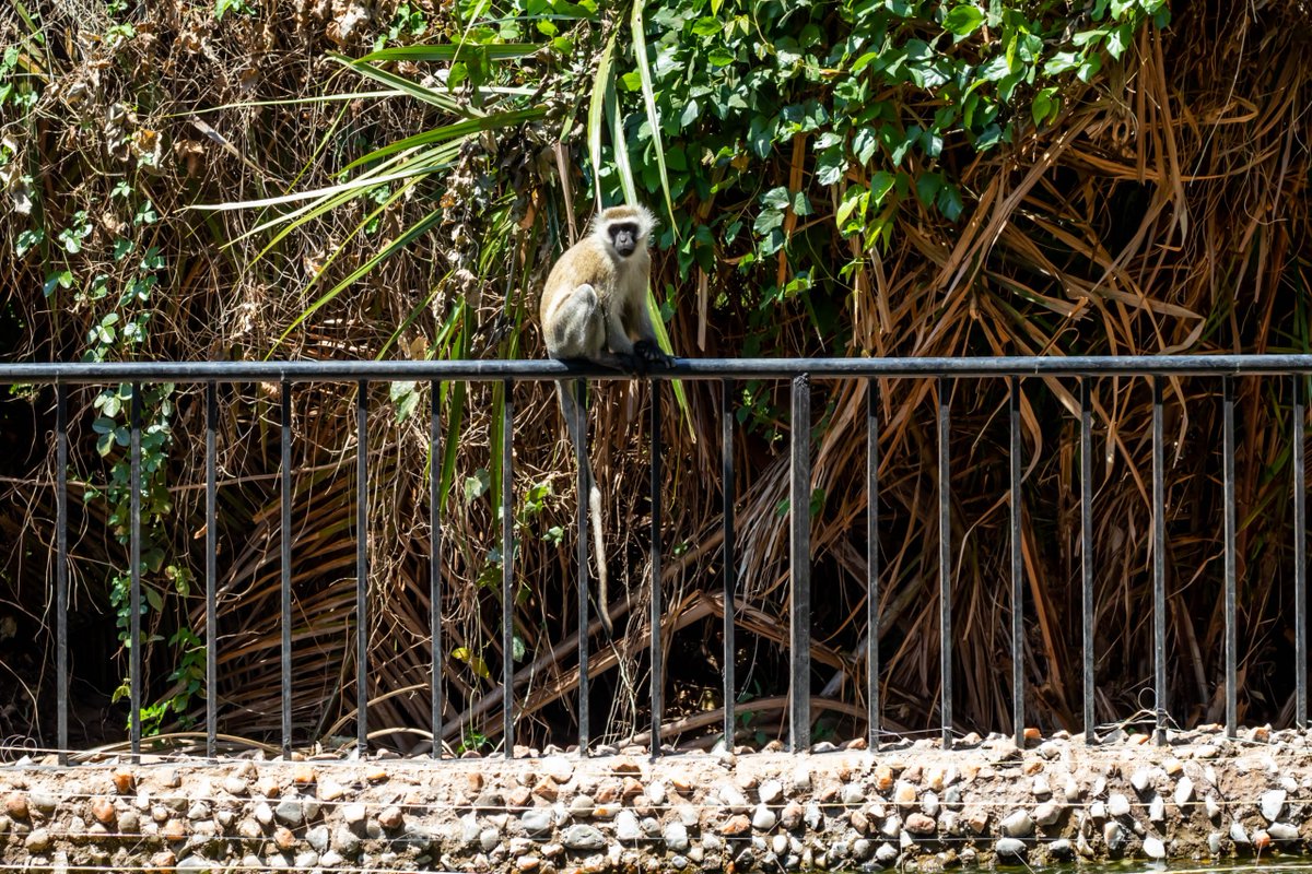 ExtendedTravels's tweet photo. Kisimani Eco Resort &amp; Spa a leisure property conveniently located near Isiolo town, Isiolo International Airport and the Lewa Conservancy in Meru County.

Enjoy Easter Rates
Call/WhatsApp
+254 725356926
info@extendedtravels.co.ke
#extendedtravels #Isiolo #luxurytravels #Safari https://t.co/0AubYwxcuY