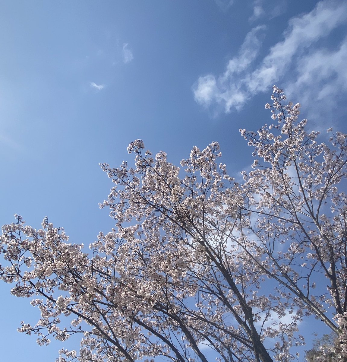 今日は次男の高校入学式でした🌸
いい天気で良かった☀️
高校も長男と一緒やから
まぁ、心配はしてないけど
いい友達に出会って、最高の高校生活を送ってほしいなって思います❣️