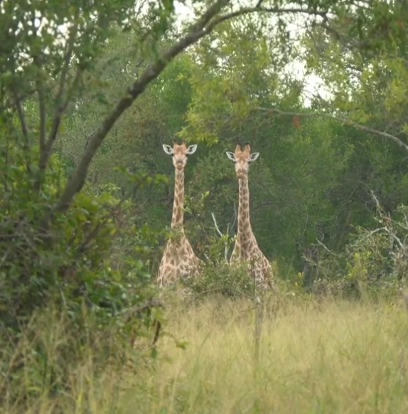 loveellisSwiss's tweet photo. Unfortunately Ralph is no longer in Amakhala. Hope he comes back soon !! Thank you for your Time Ralph !! 
Hello Steve :) 

#redLineWednesday
#wildearth https://t.co/BPMPrJTQVg