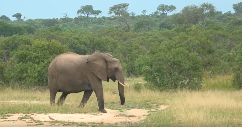 loveellisSwiss's tweet photo. Unfortunately Ralph is no longer in Amakhala. Hope he comes back soon !! Thank you for your Time Ralph !! 
Hello Steve :) 

#redLineWednesday
#wildearth https://t.co/BPMPrJTQVg