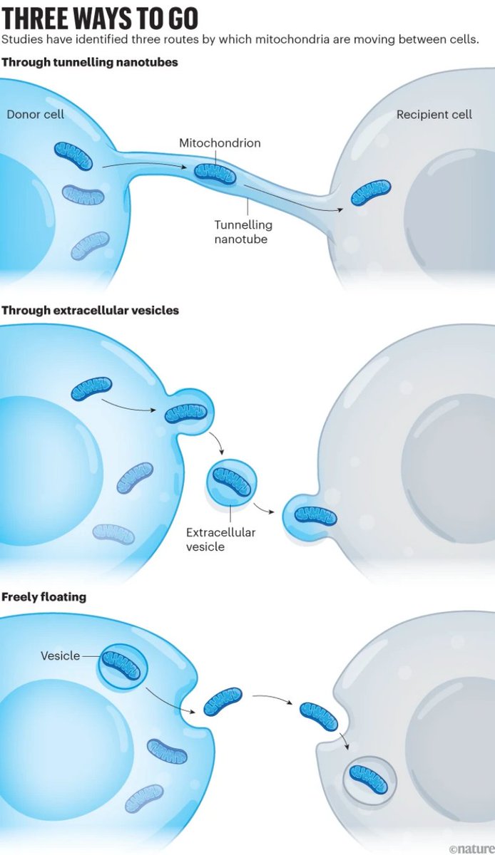 ¿Sabías que las mitocondrias pueden 'viajar' entre célula y célula? 
Pueden desplazarse entre varios tipos de células: pulmón, corazón, cerebro, tejido adiposo, hueso, etc. En ocasiones, recorren autopistas efímeras conocidas como nanotubos de túnel que se forman entre las