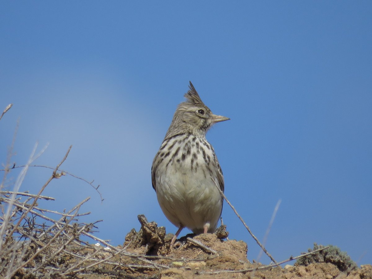 El proper diumenge intentarem aprendre com identificar i com viuen un dels grups més difícils, però alhora més interessants, del món dels ocells, els alàudits (terreroles,cogullades...) i aixo ho farem al millor lloc possible, els Secans de Lleida <a href="/EspaisPonent/">EspaisNaturalsPonent</a> <a href="/FundPlegadis/">Fundació Plegadis</a>