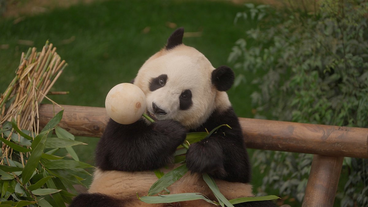 《笹おむすび籠盛り》

笹でつつまれた混ぜご飯のおむすびの
イメージはこちら✨
チュッパ竹で遊ぶフーバオは
ぜひ本編でお楽しみください👀