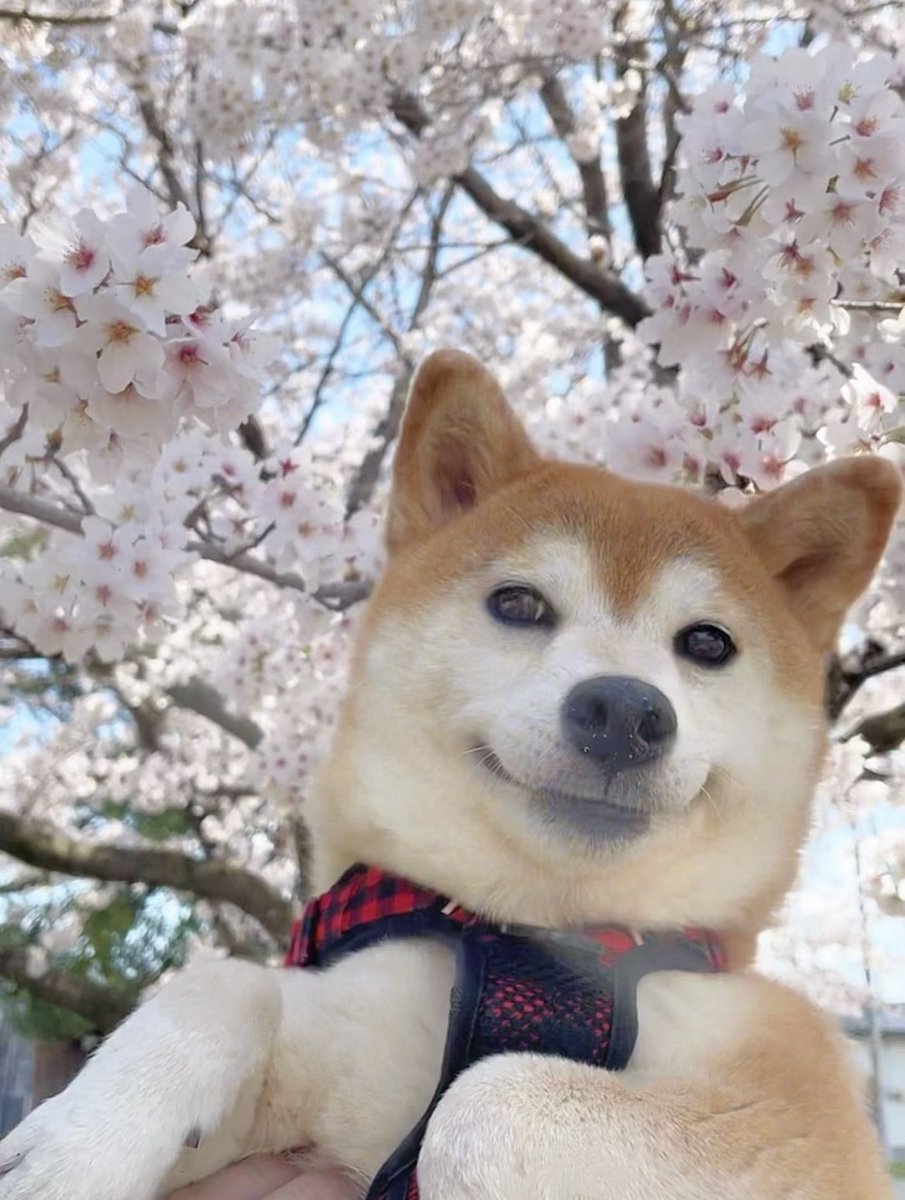 柴犬·͜·♡もも on X: 