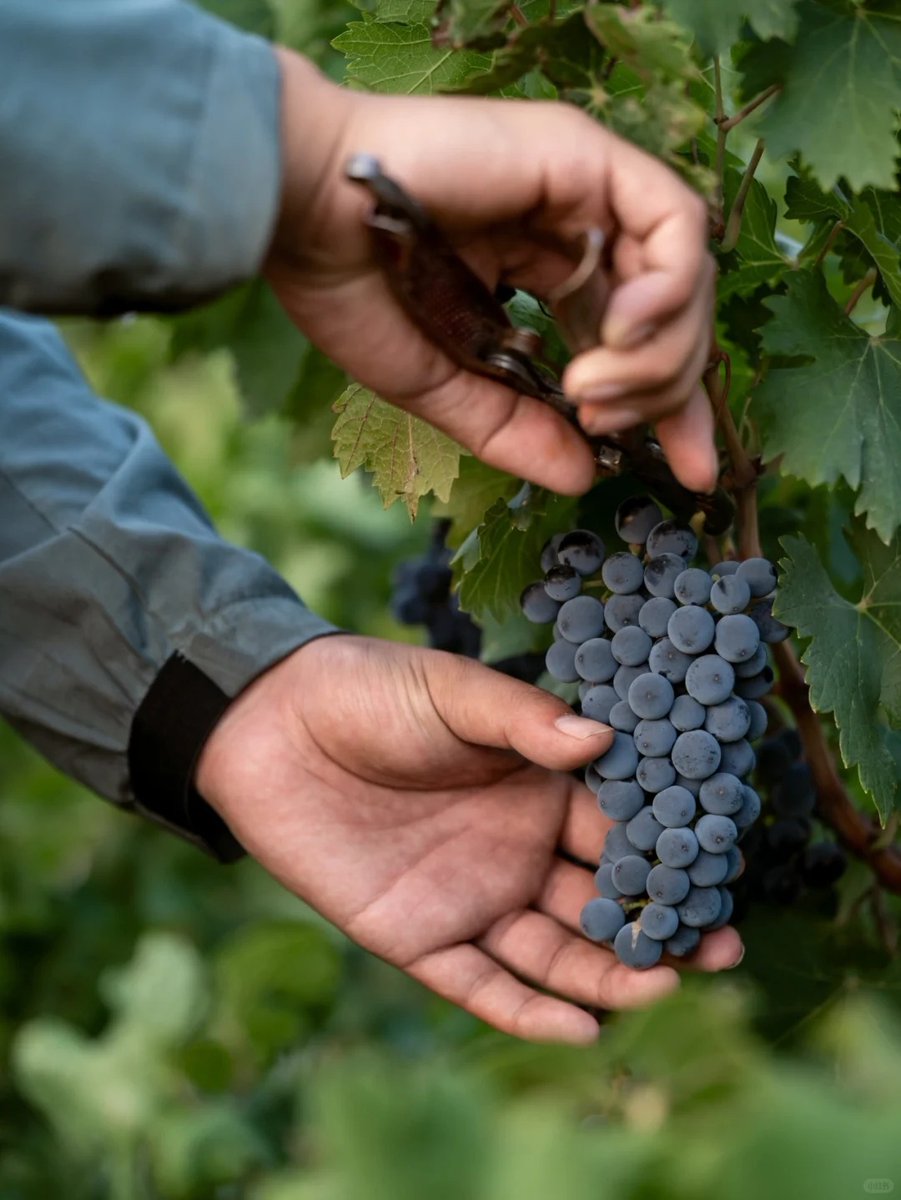 DiscoverNingxia's tweet photo. 🍷Wine &amp; Wellness Trail: Yuanshi Vineyard - Domaine Charme  - Lisi Vineyard  - Changhe Emerald Vineyard - Huidia Vineyard - Xige Estate  - Chateau Hedong - Longyu Estate
#NingxiaOnline #NingxiaAlongYellowRiver #SpringInNingxia #Discoverningxia #ChinaTravel #NingxiaTravel https://t.co/mcNbMMvVUJ