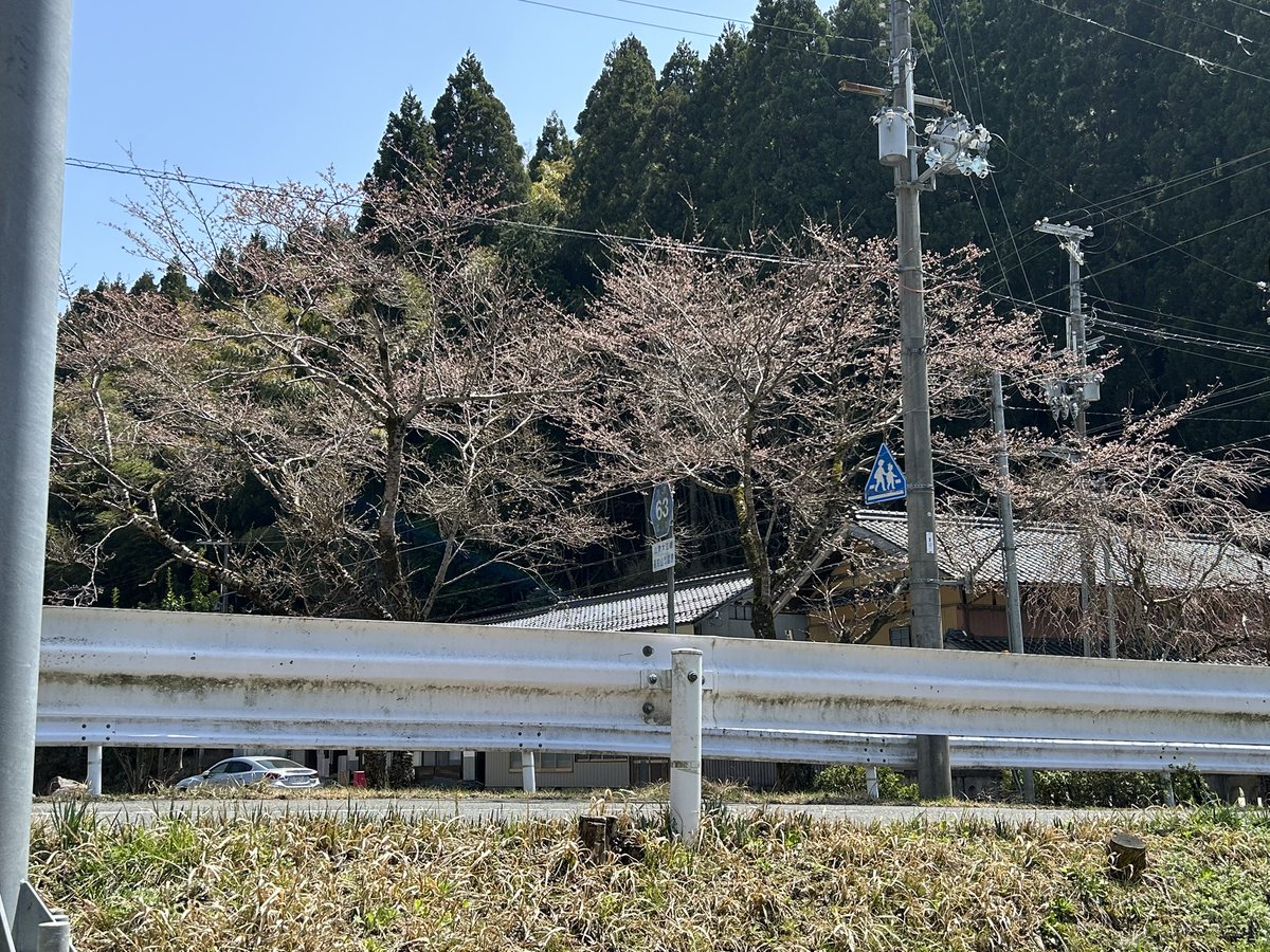 ryuushyou2014's tweet photo. 福知山市雲原 今日は良いお天気です☀️
市街地の方の桜は満開ですが 雲原はまだ蕾です🌸
やっと1つ目のたんぽぽ発見✨️
日向ぼっこデンデン 暑いくらいです🥵 https://t.co/4ReGXQDGwc