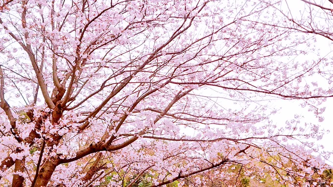 桜