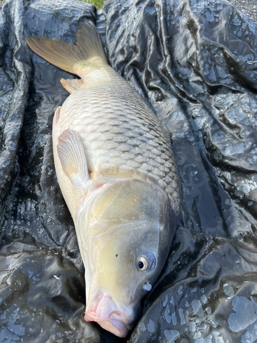 今週は、近場で。
ゴミ拾いと、カープフィッシング🎣
少しでも綺麗になった😊
#釣り人が居れば水辺が綺麗になる
#釣り人による清掃活動
#大江川
#海津市