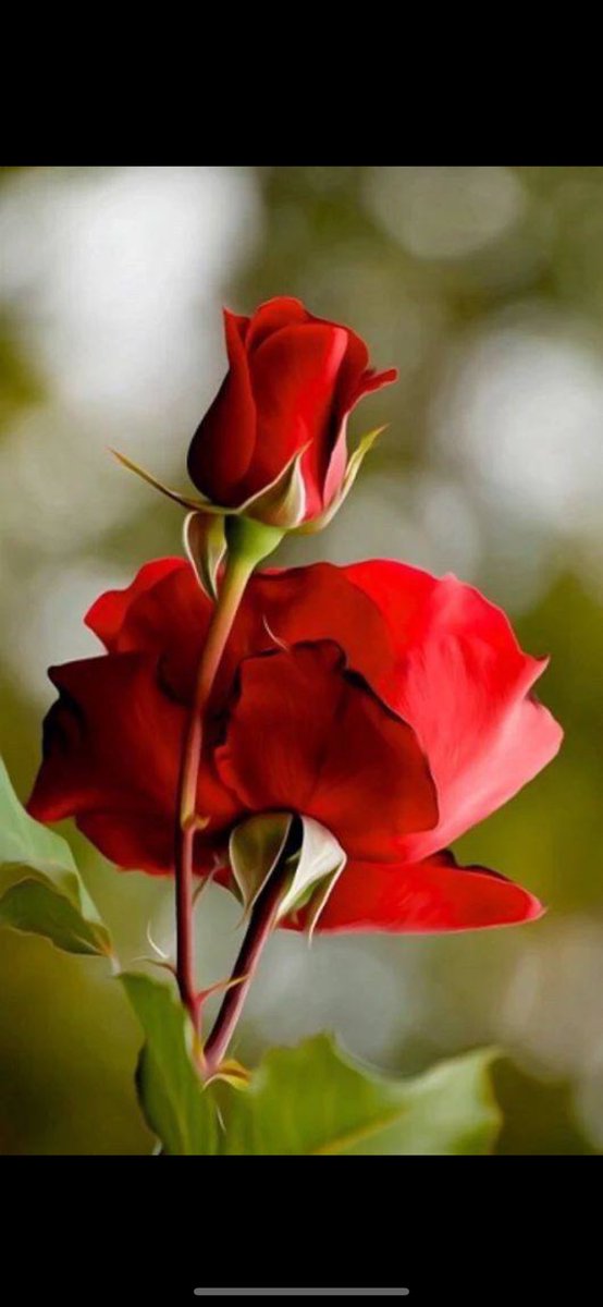 sma_1209's tweet photo. اللهم صباحاً زاهياً مشرقاً  
تطوقنا بهِ رحماتك
وترافقنا به بركاتك ويحل به علينا توفيقك🤍
.
يسعد صباحكم بكل خير وطمأنينة 🤍
.
#صباح_الخير 
 #صباح_الخير_والسعاده_للجميع https://t.co/Cf4mZkbtQ8