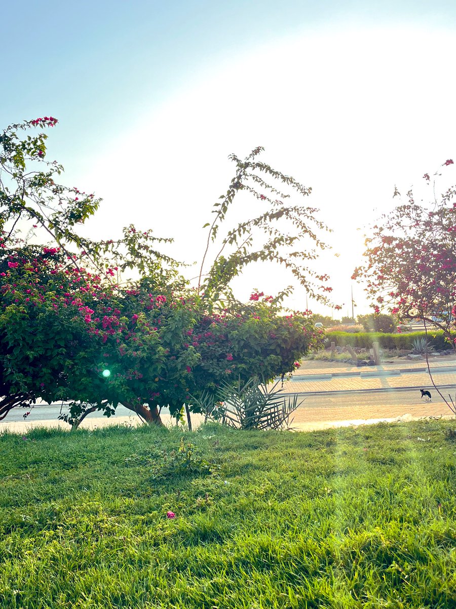 عمرها الطبيعة ماخذلتني ، كل مره أحس بفقدان التوازن أروح للمزرعة بين الأشجار وتحت الشمس وكلها دقايق وأحس إني مليانه حياة وحب ✨🤍🤍

الحمدلله اللي سخرها لنا 🙏🏻