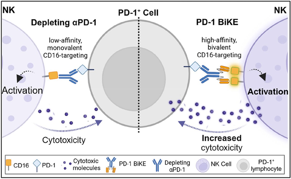 Acta Pharmaceutica Sinica B (@actapharmsinb) on Twitter photo Article✍️#Bispecific #killer engager for targeted depletion of #PD-1 positive #lymphocytes: A new avenue for #autoimmune disease treatment. From Dr. Chen @UniversityofUtah; <a href="/PHCEUutah/">Molecular Pharmaceutics - University of Utah</a>; <a href="/UUtah/">University of Utah</a>;<a href="/uofupharmacy/">University of Utah College of Pharmacy</a>; @ELSpharma.
sciencedirect.com/science/articl…. Article✍️#Bispecific #killer engager for targeted depletion of #PD-1 positive #lymphocytes: A new avenue for #autoimmune disease treatment. From Dr. Chen @UniversityofUtah; <a href="/PHCEUutah/">Molecular Pharmaceutics - University of Utah</a>; <a href="/UUtah/">University of Utah</a>;<a href="/uofupharmacy/">University of Utah College of Pharmacy</a>; @ELSpharma.
sciencedirect.com/science/articl….