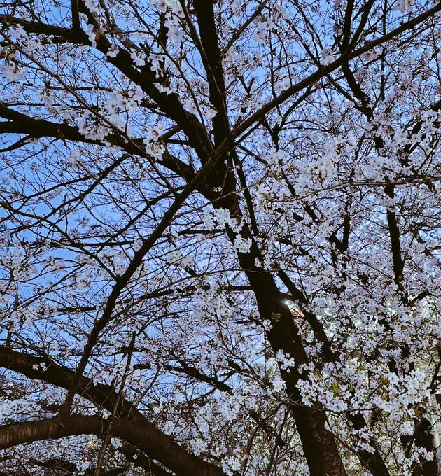 いい感じの桜が撮れた時に限って、谷がいない後で合成するか…? 