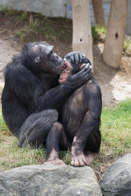 Humans share 98.8% of DNA with chimps—but our bigger, more complex prefrontal cortex makes all the difference. German researchers just found 2 human-only genes tied to brain development. Huge for understanding evolution &amp; disorders. sciencedaily.com/rel.../2025/03…