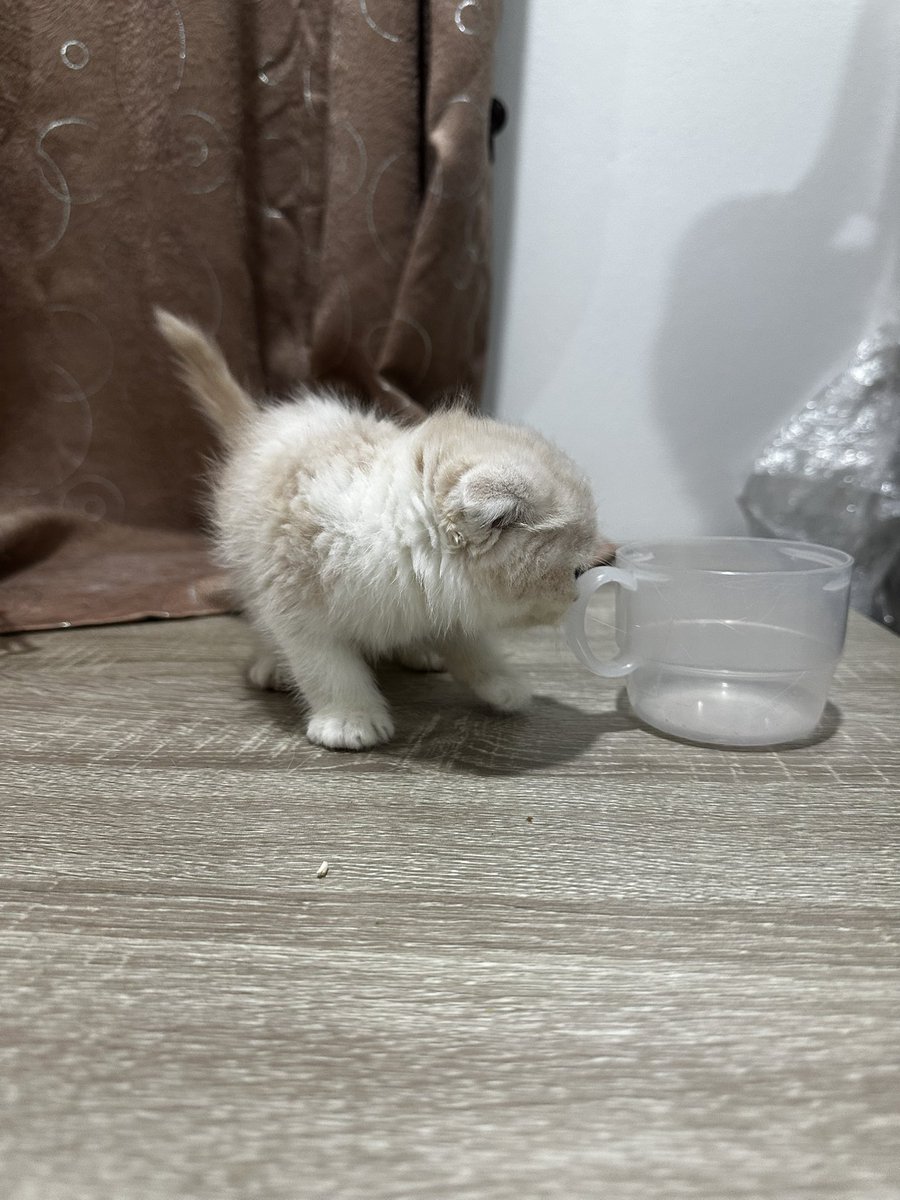 MoBooBerry's tweet image. น้องยังไม่พร้อมย้ายบ้านนะคะ มาตุ้ฟน้องไว้ก่อนได้นะคะ ซนมากความร่วมมือในการถ่ายทำติดลบบ #แมวหาบ้าน #ขายแมว #ตลาดแมว #แมวหาบ้าน #หาบ้านให้แมว #ฟาร์มแมว #แมวสก็อตติช #แมว