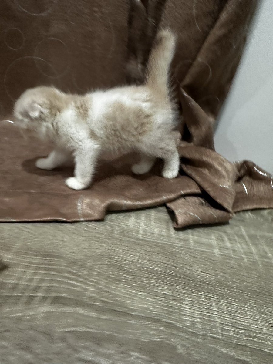 MoBooBerry's tweet image. น้องยังไม่พร้อมย้ายบ้านนะคะ มาตุ้ฟน้องไว้ก่อนได้นะคะ ซนมากความร่วมมือในการถ่ายทำติดลบบ #แมวหาบ้าน #ขายแมว #ตลาดแมว #แมวหาบ้าน #หาบ้านให้แมว #ฟาร์มแมว #แมวสก็อตติช #แมว