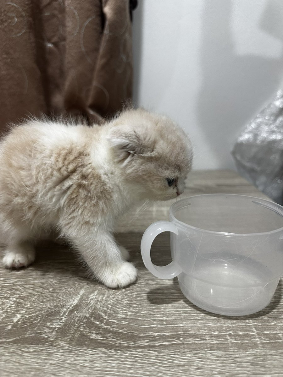 MoBooBerry's tweet image. น้องยังไม่พร้อมย้ายบ้านนะคะ มาตุ้ฟน้องไว้ก่อนได้นะคะ ซนมากความร่วมมือในการถ่ายทำติดลบบ #แมวหาบ้าน #ขายแมว #ตลาดแมว #แมวหาบ้าน #หาบ้านให้แมว #ฟาร์มแมว #แมวสก็อตติช #แมว