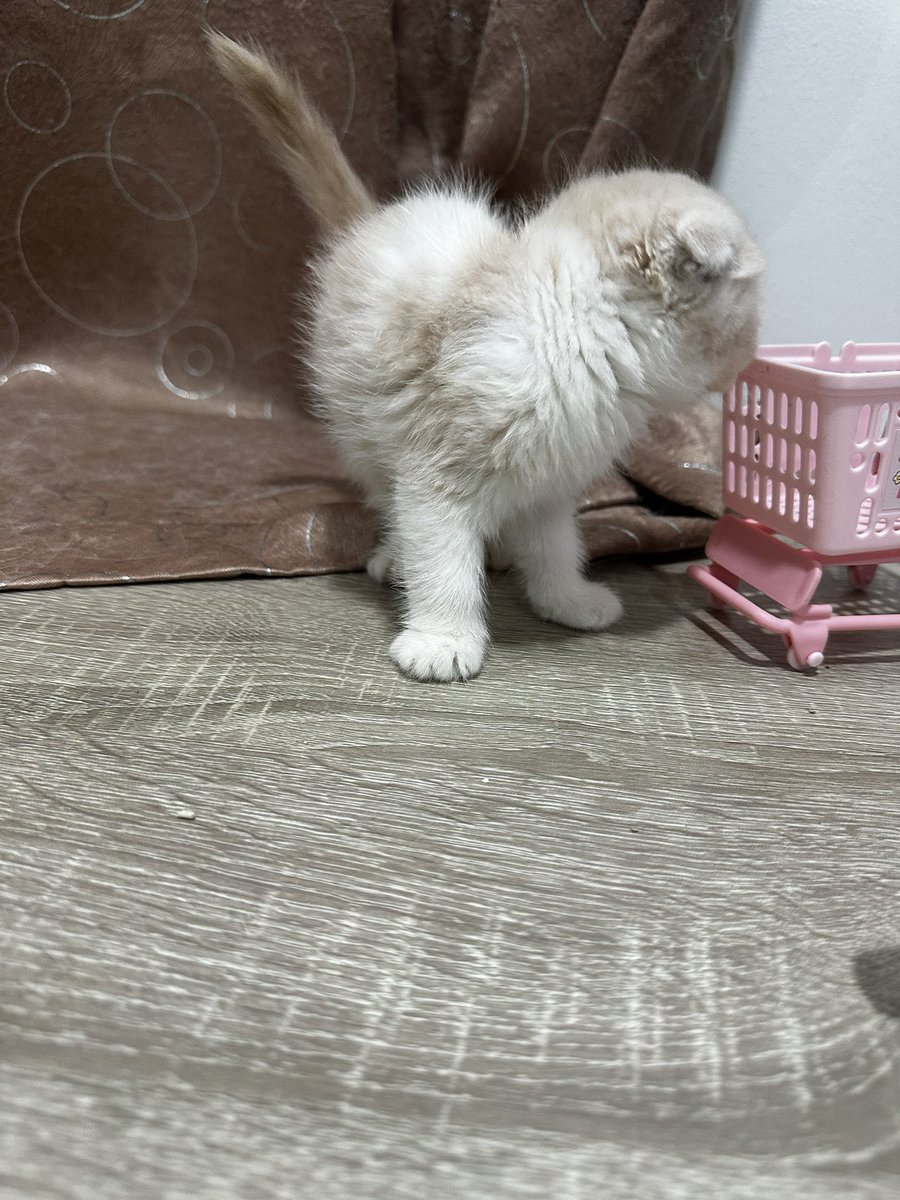 MoBooBerry's tweet image. น้องยังไม่พร้อมย้ายบ้านนะคะ มาตุ้ฟน้องไว้ก่อนได้นะคะ ซนมากความร่วมมือในการถ่ายทำติดลบบ #แมวหาบ้าน #ขายแมว #ตลาดแมว #แมวหาบ้าน #หาบ้านให้แมว #ฟาร์มแมว #แมวสก็อตติช #แมว