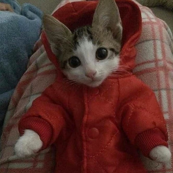 PunchingCat's tweet photo. https://t.co/au1ujwwmLh