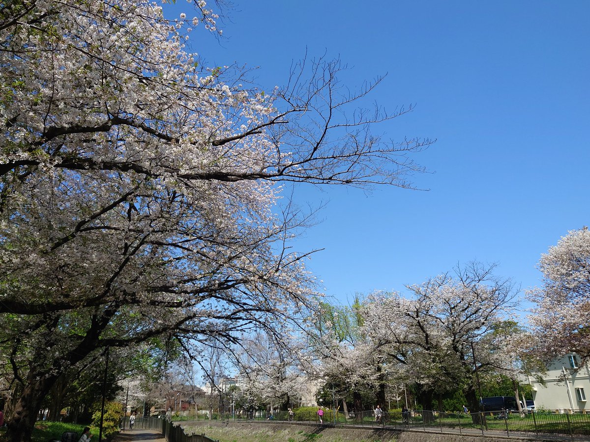 善福寺川緑地。
すぎ丸くんに乗ってきました。
花筏、絶賛作成中。
今年最後の花見かなぁ？