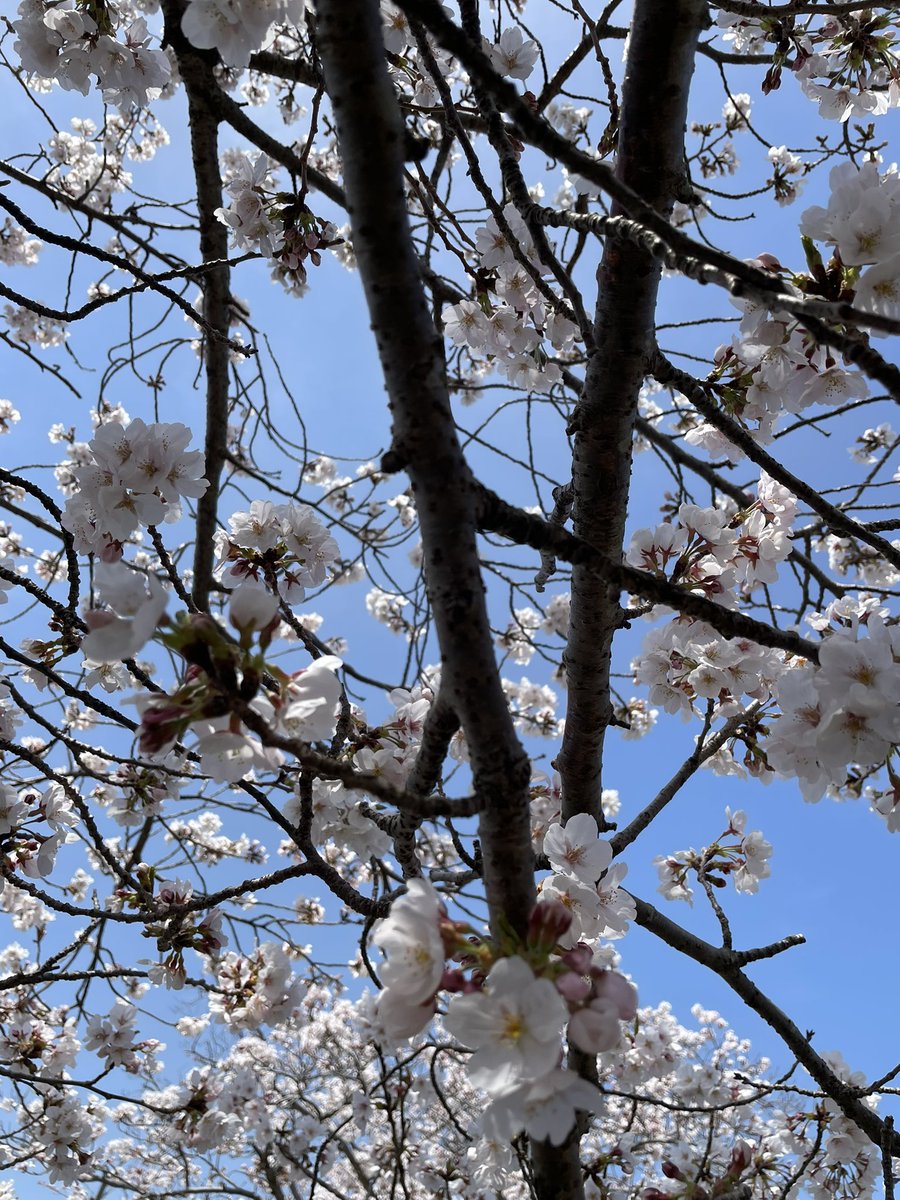 Joel/叙英琉/ボクサー tweet media