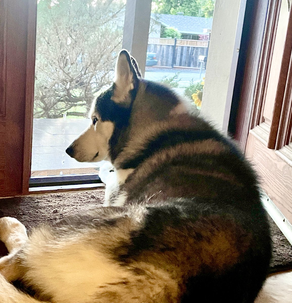 Husky watch reports low activity out there. No kitties or squirrels evident.