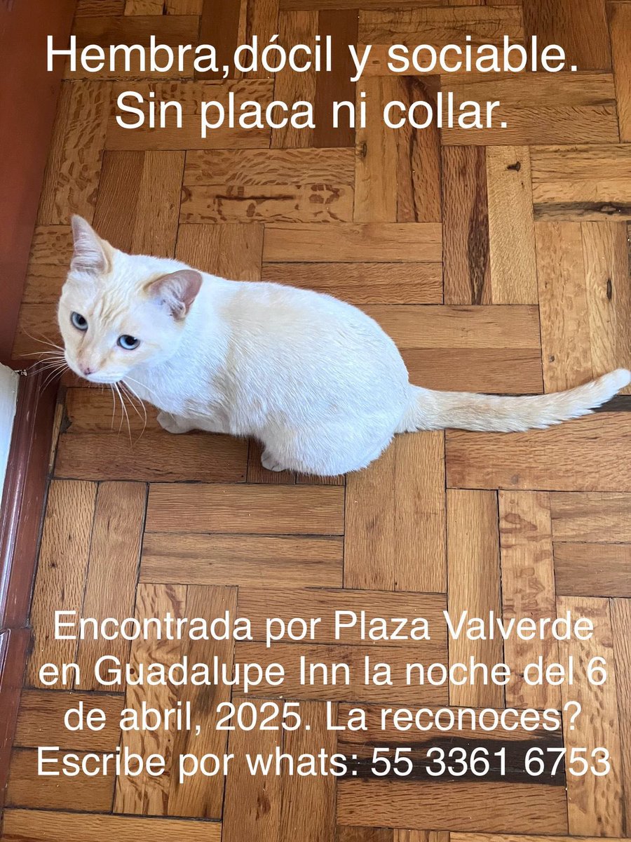 Se encontró esta gatita perdida ⬇️