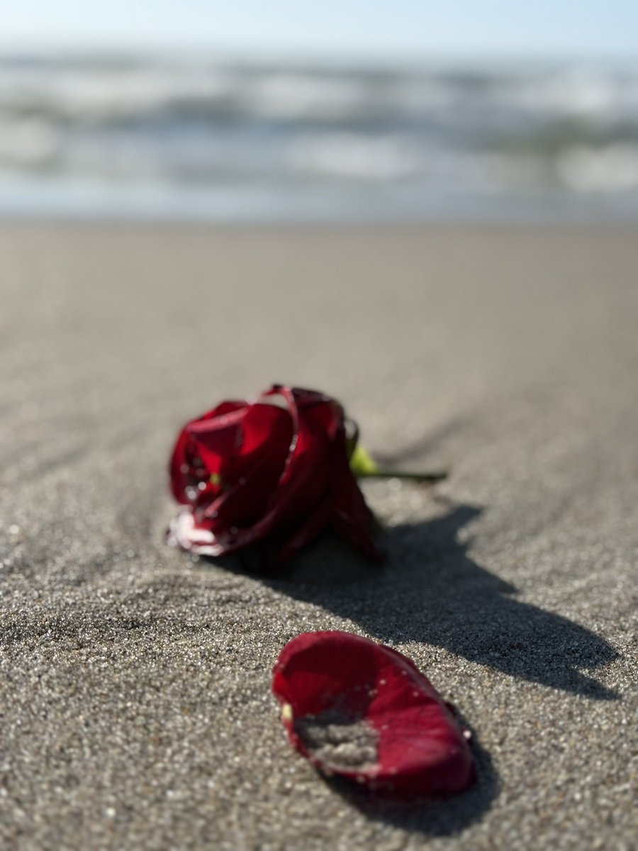Ni Ge (@__nige__) on Twitter photo Heute Morgen vor einem Jahr bist du deine letzte Reise angetreten, geliebte Mama ❤️🖤❤️🖤 Wir hielten ein letztes Mal deine Hand, gaben dir einen Kuss und dann warst du fort 🖤🕯️Seitdem vermissen wir dich jeden Tag, doch in unseren Herzen bist du immer bei uns. 🖤🙏🏻 Heute Morgen vor einem Jahr bist du deine letzte Reise angetreten, geliebte Mama ❤️🖤❤️🖤 Wir hielten ein letztes Mal deine Hand, gaben dir einen Kuss und dann warst du fort 🖤🕯️Seitdem vermissen wir dich jeden Tag, doch in unseren Herzen bist du immer bei uns. 🖤🙏🏻