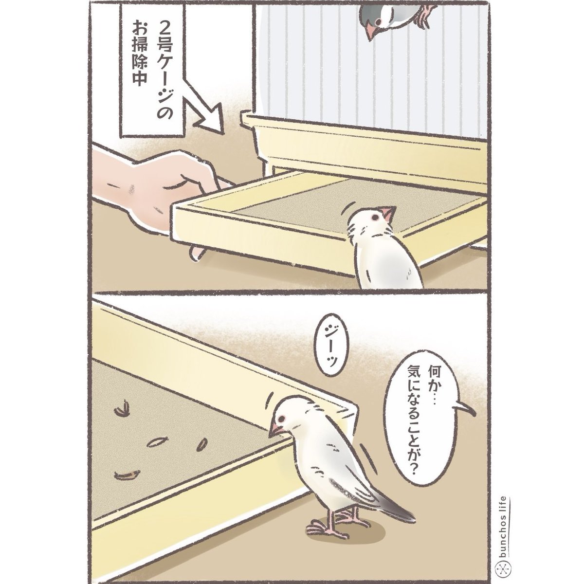 掃除を監視する文鳥
背中で手を組んでる風なのも上司っぽいw
#文鳥 
#4コマ漫画 