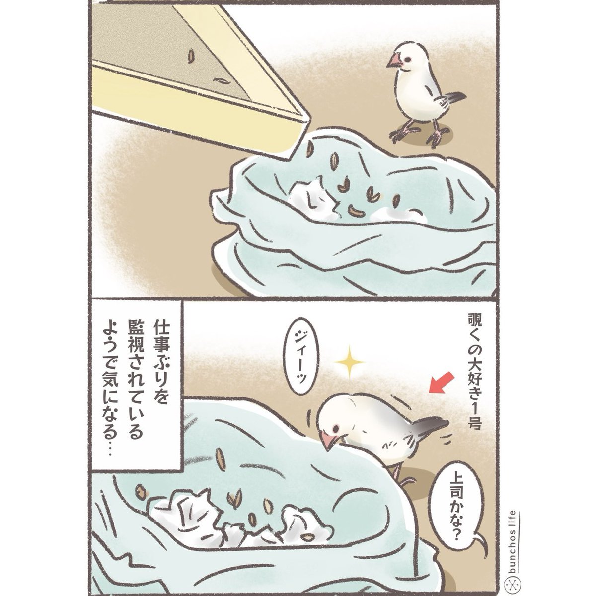 掃除を監視する文鳥
背中で手を組んでる風なのも上司っぽいw
#文鳥 
#4コマ漫画 