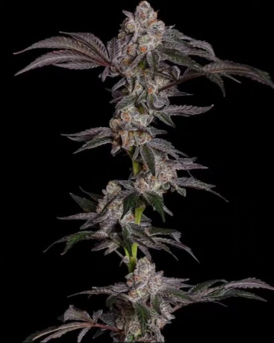 Carbon Cake💎🎂
(Carbon Fiber X Apples n Bananas) 
Grown here By Mccoy farms!!