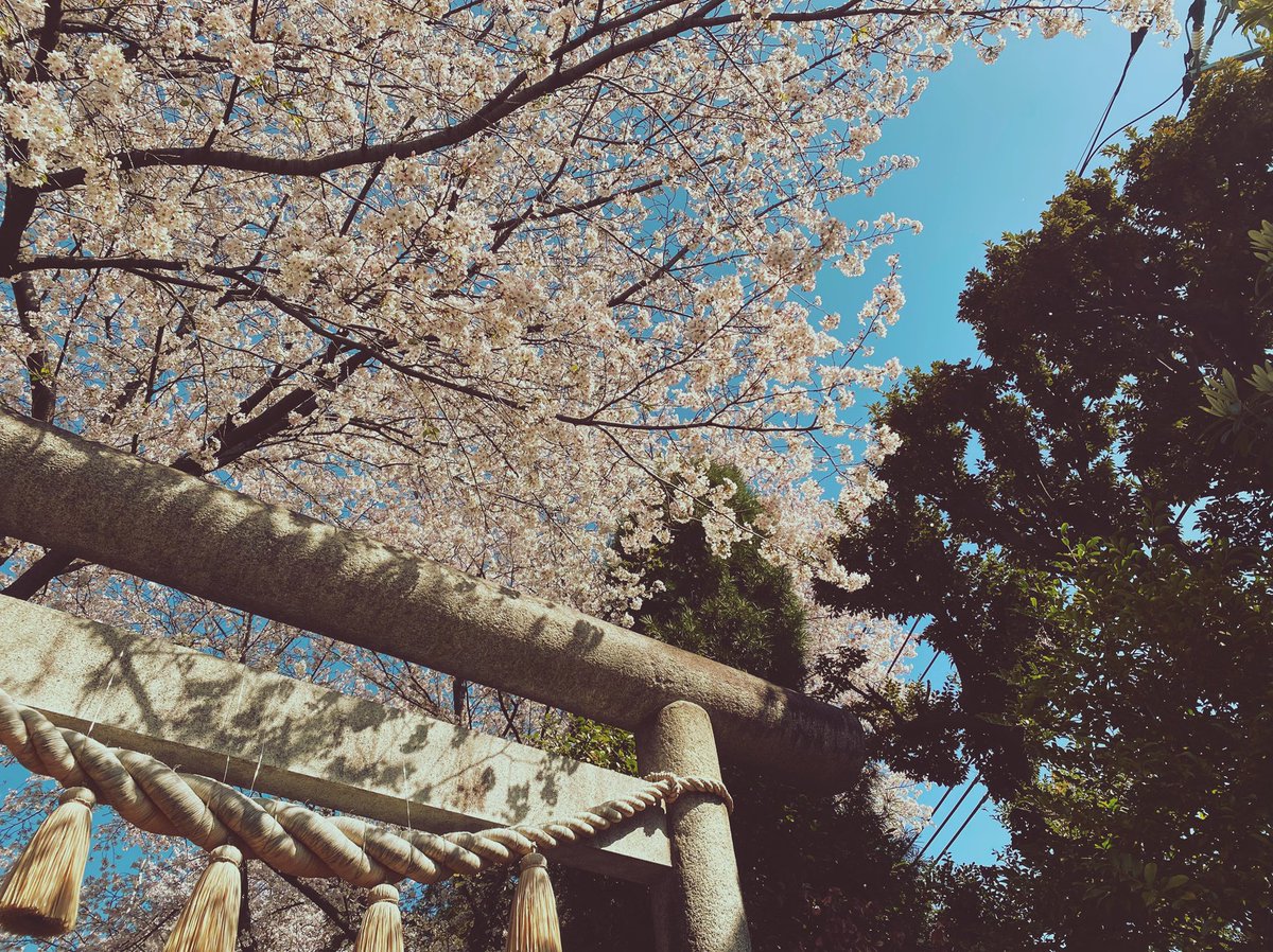 voice1216's tweet photo. 春ですね🌸 https://t.co/rSsinpLGrr